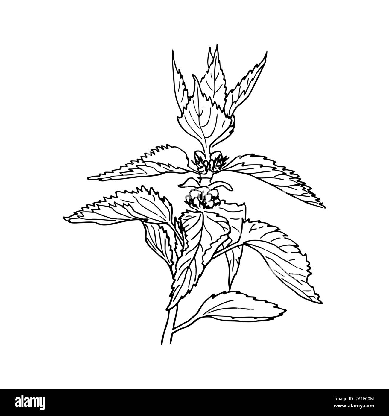 Nettle medical plant with leaves. Herbal hand drawn engraving illustration, minimalism style. Ink pen vintage sketch Stock Vector