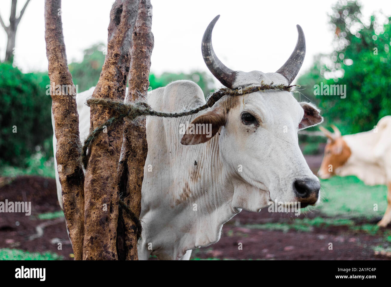 White cow with horns tied to tree Stock Photo