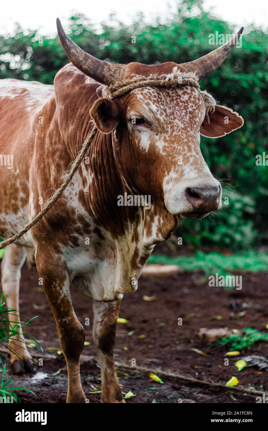Brown spotted cow with horns grazing half potrait Stock Photo