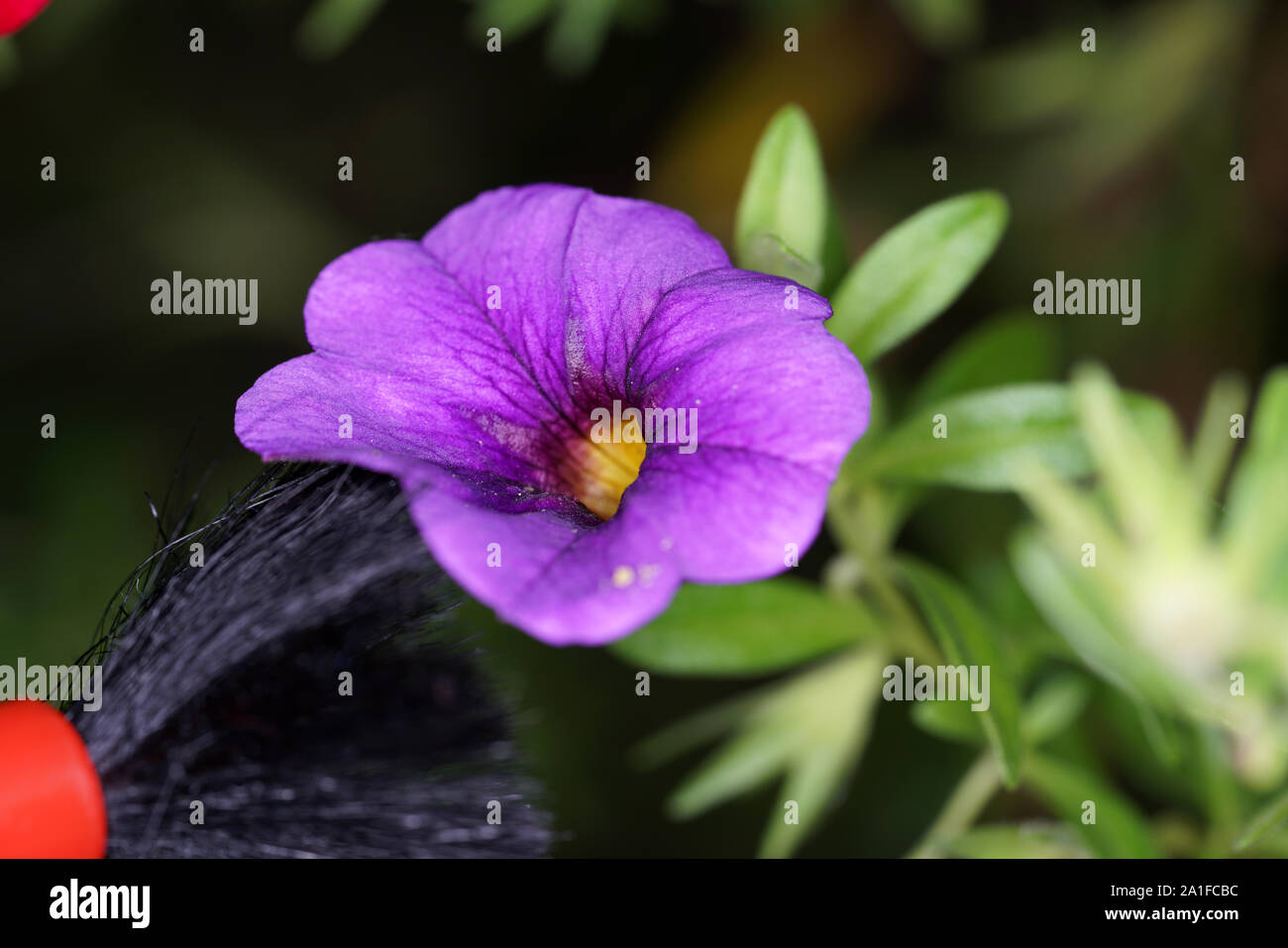 Artificially Fertilize Flowers To Produce Special Species Stock Photo