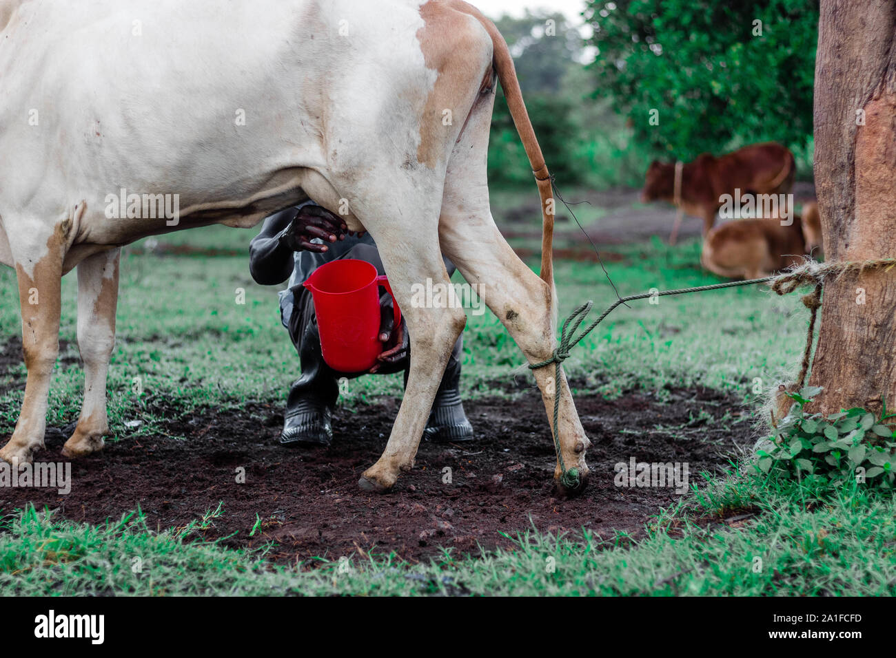 Milking white cow tied to tree for morning breakfast Stock Photo