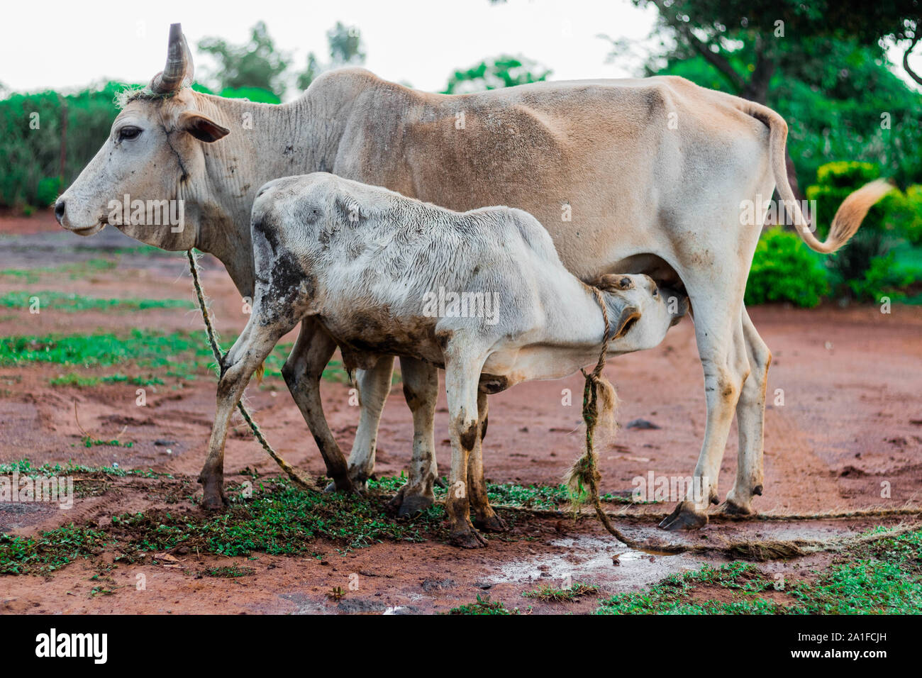White calf suckling female cow with horns Stock Photo