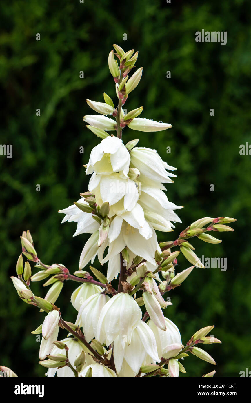 Closeup of flowers with rain drops on a blooming yucca plant in a garden in Winkler, Manitoba, Canada. Stock Photo