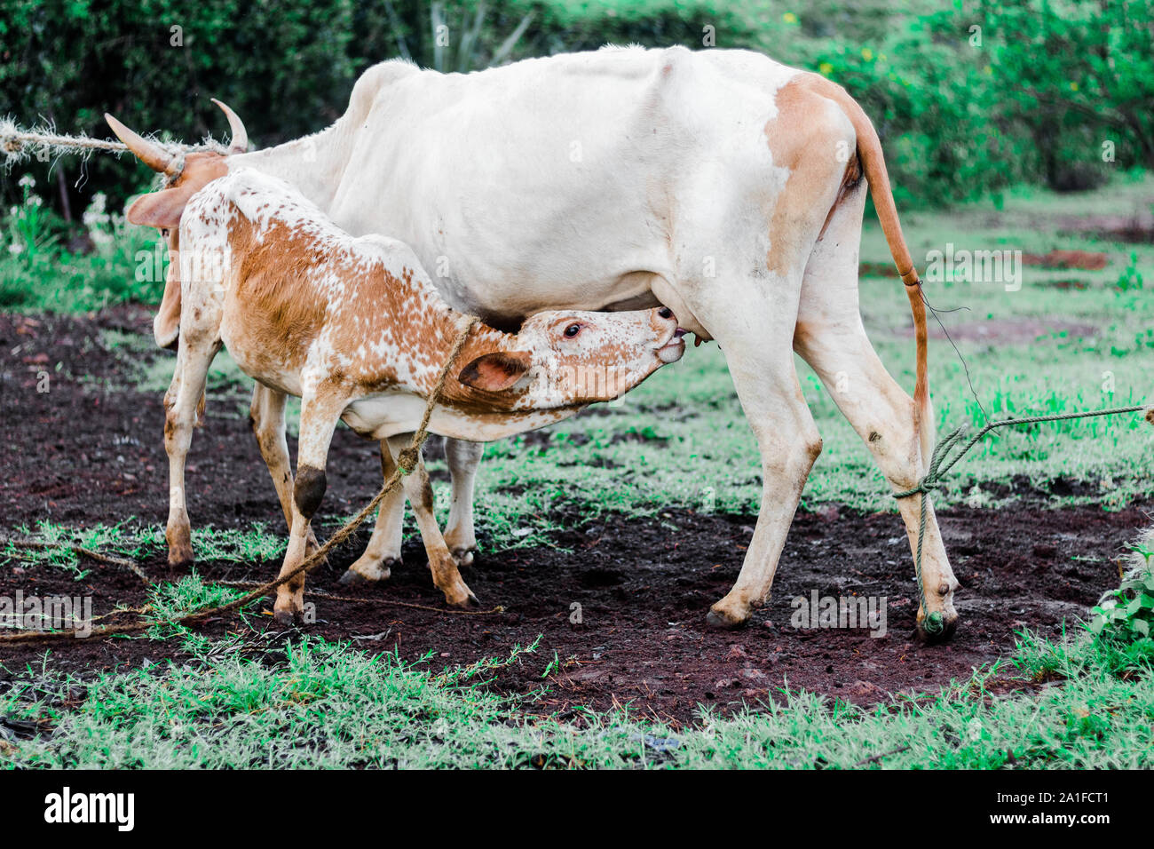 white Calf suckling female cow with horns Stock Photo