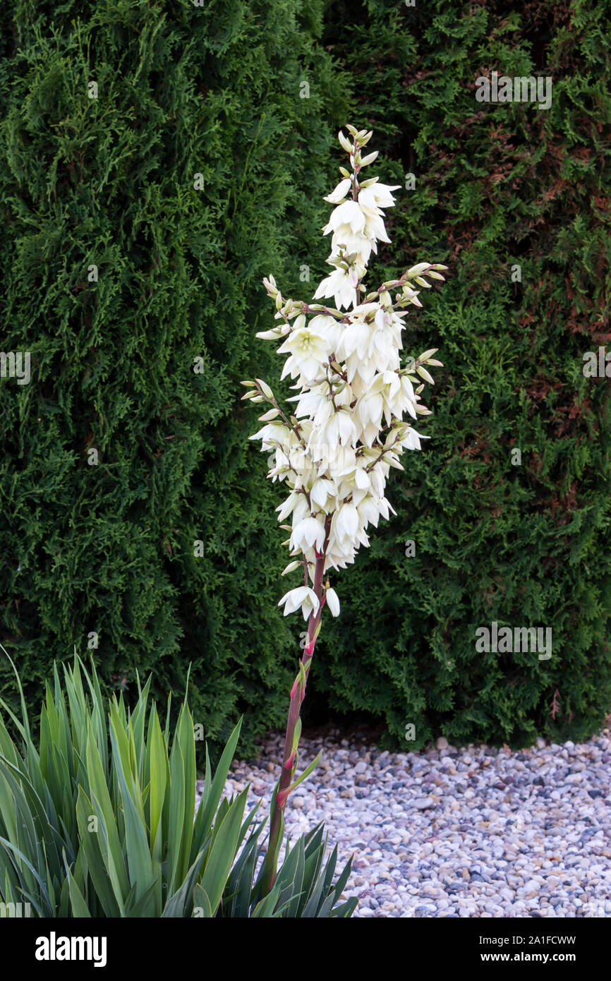 A yucca plant blooming in a backyard garden in Winkler, Manitoba, Canada. Stock Photo