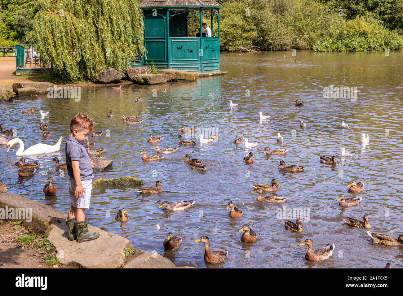 A small boy feeding the ducks on the lake at Golden Acre Park, Leeds, West Yorkshire UK Stock Photo