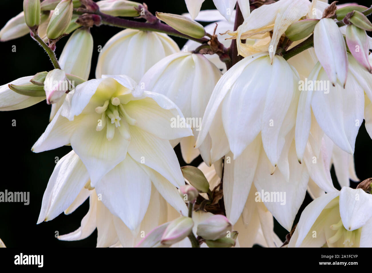 A closeup of yucca plant blooming in a backyard garden in Winkler, Manitoba, Canada. Stock Photo