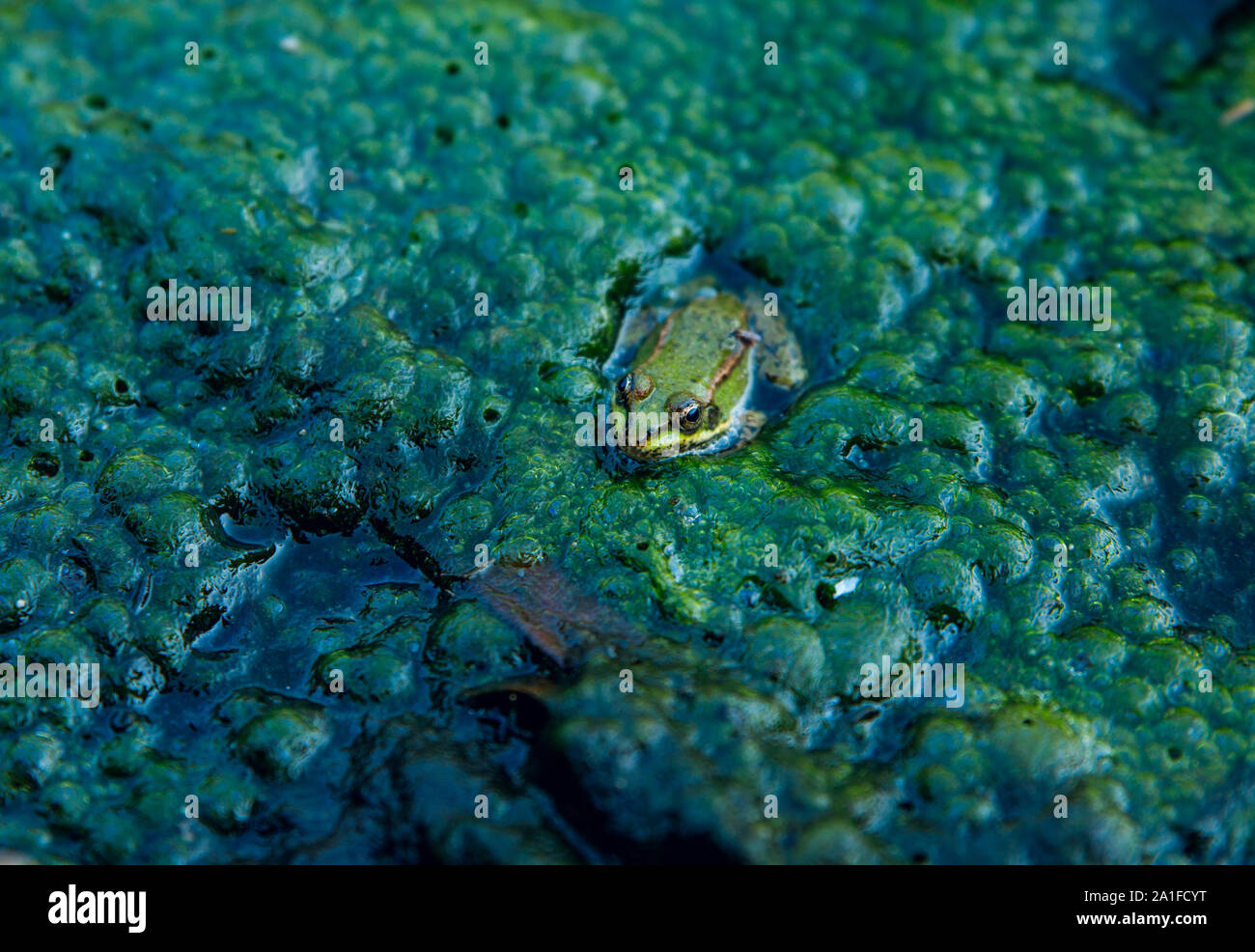 Frog in the dirty pond water of a lakeFrog in the dirty pond water of a lake Stock Photo