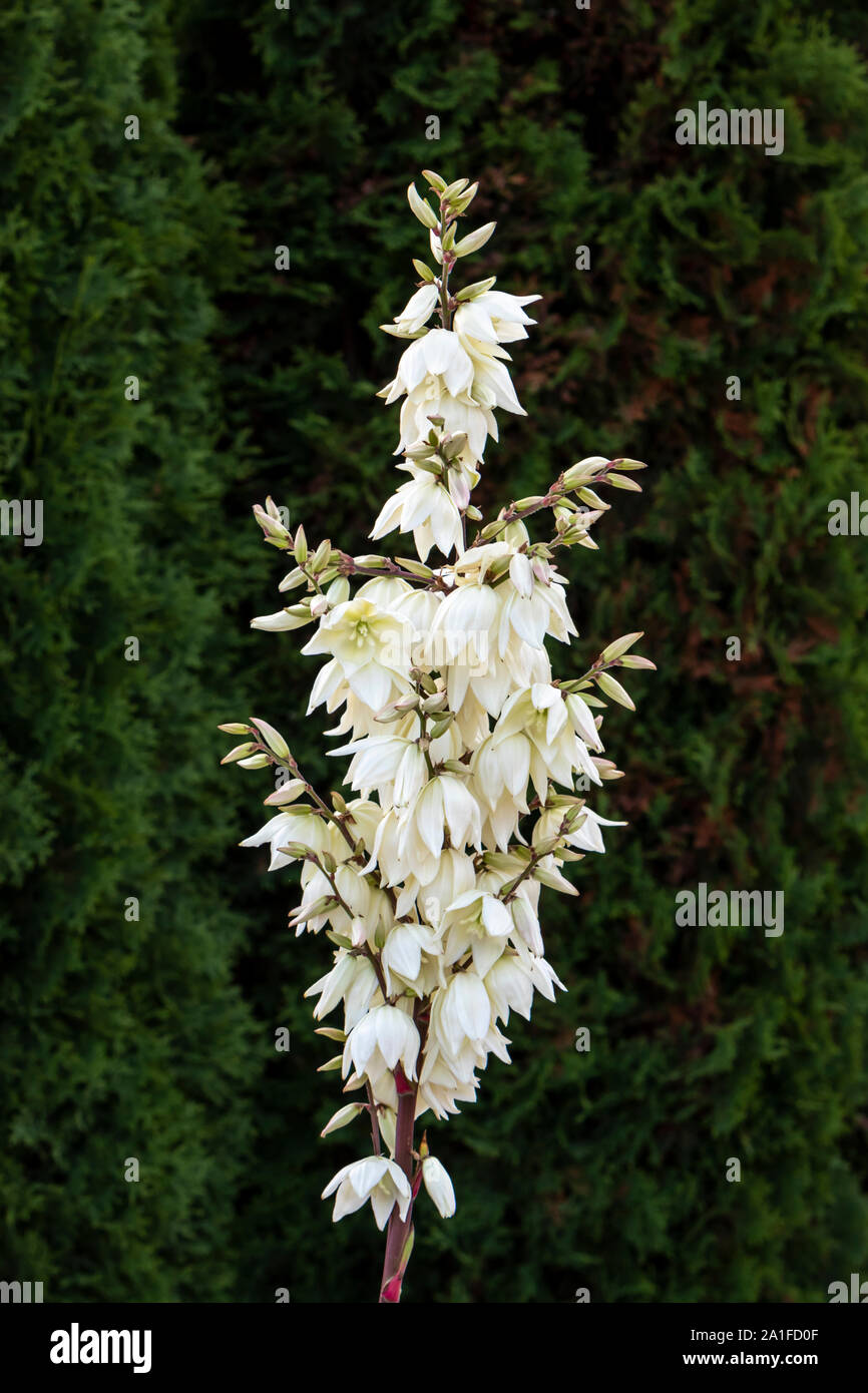 A yucca plant blooming in a backyard garden in Winkler, Manitoba, Canada. Stock Photo