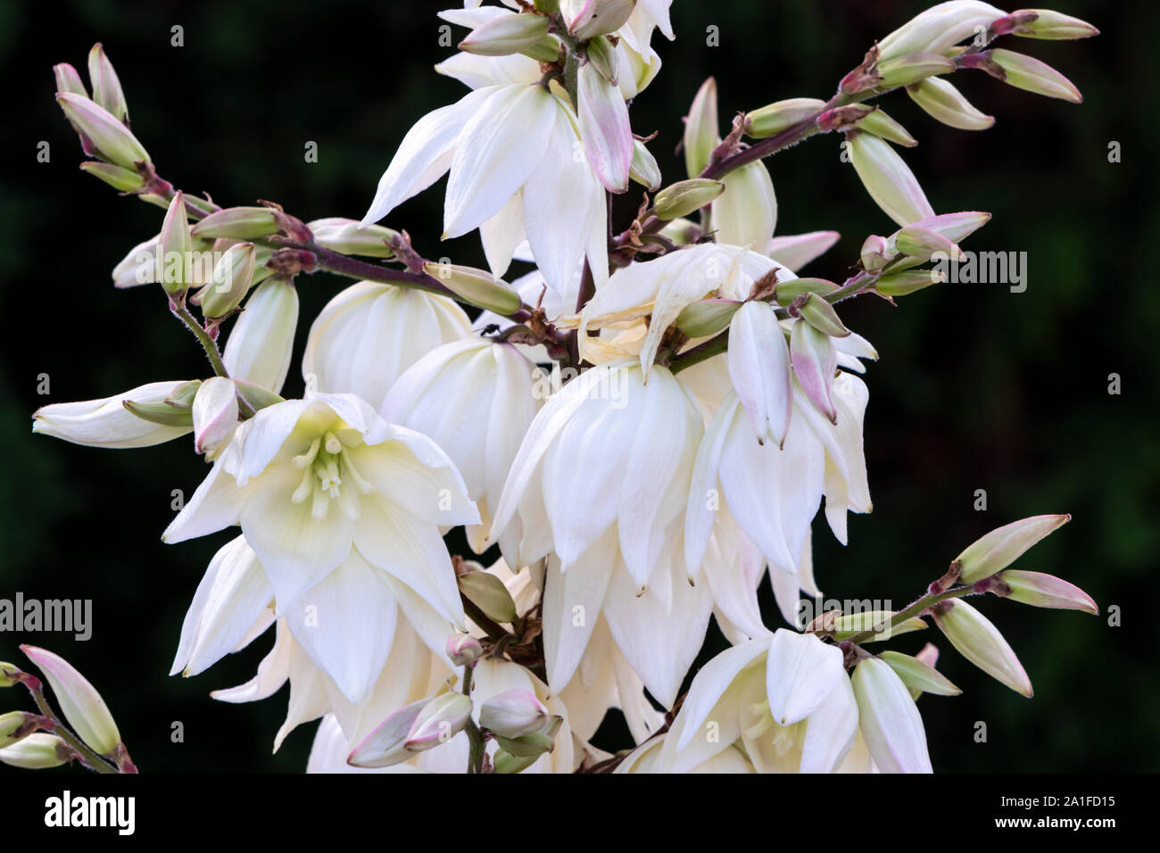 A closeup of yucca plant blooming in a backyard garden in Winkler, Manitoba, Canada. Stock Photo