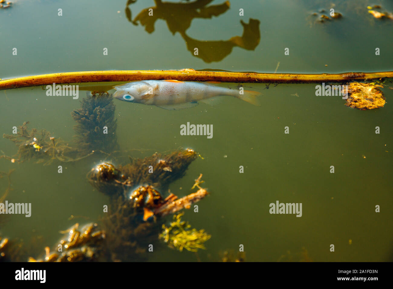 Dead fish in the lake Stock Photo