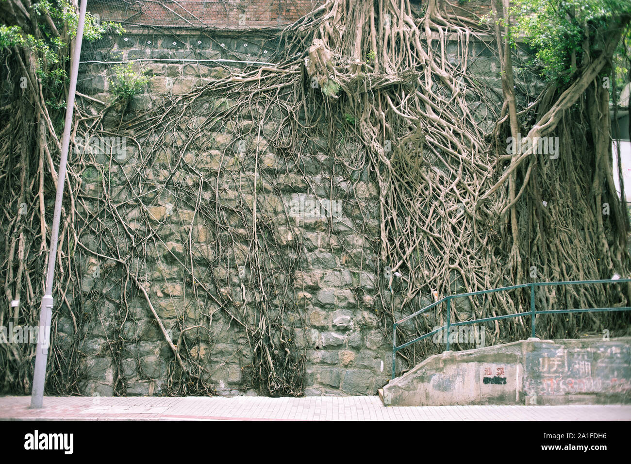 Banyan tree hong kong hires stock photography and images Alamy