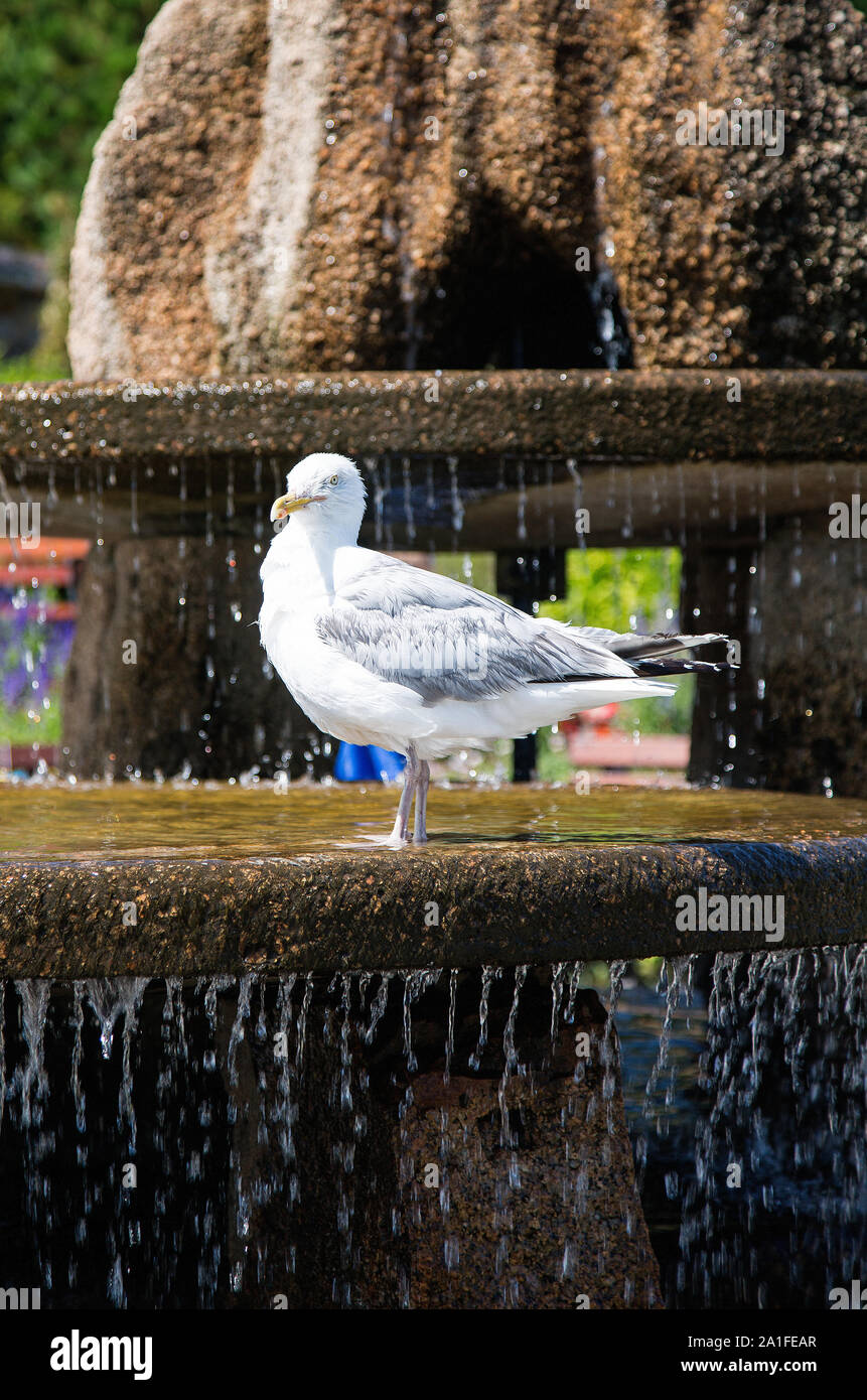 A seagull drinks from a water feature at the colourful Winston