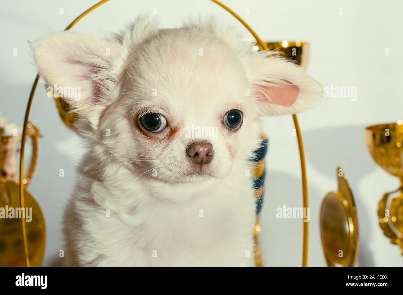golden chihuahua puppies for sale