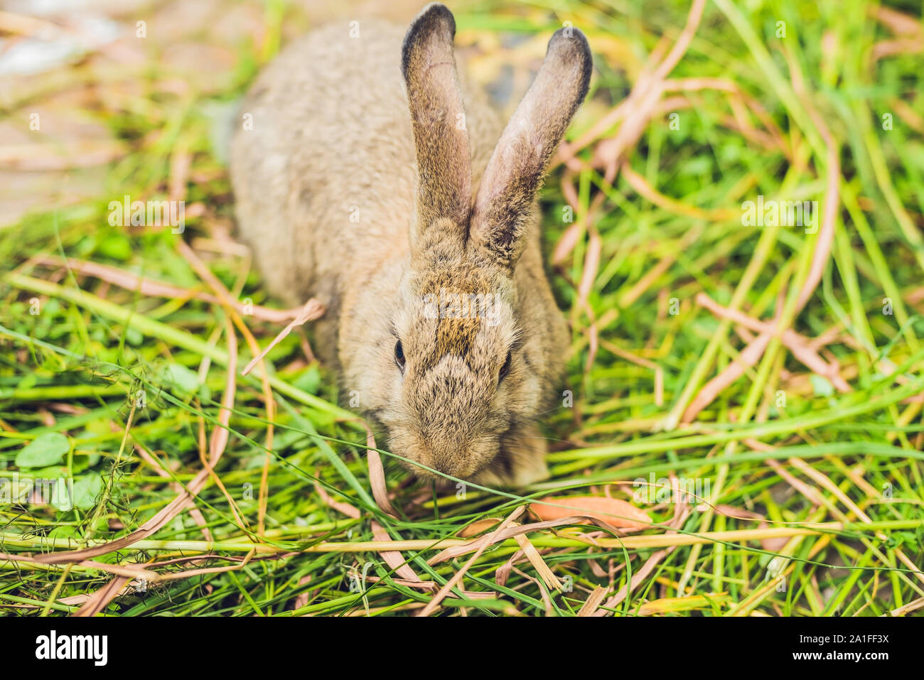 Farm Rabbit Brown Little brown rabbit on the farm, close up Stock Photo - Alamy