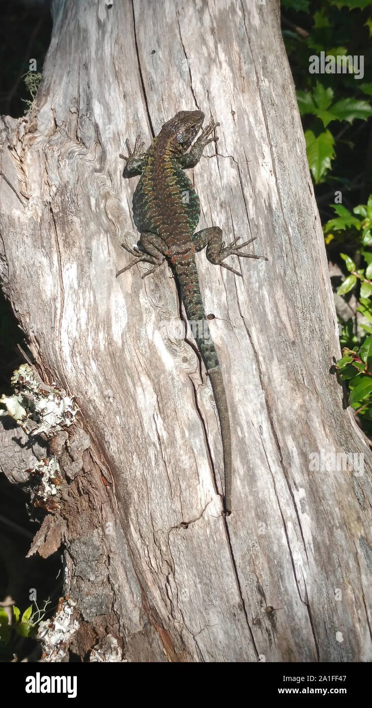 colorful lizard sunbathing on a tree trunk Stock Photo
