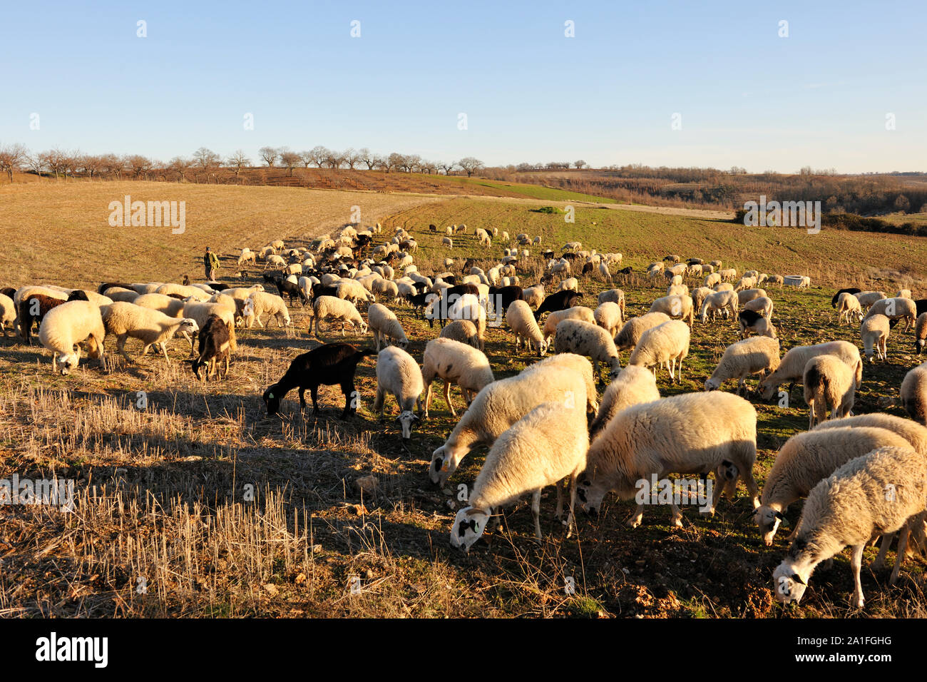 Sheep of the Churra-Galega-Bragançana breed. Grijó de Parada, Trás-os-Montes. Portugal Stock Photo