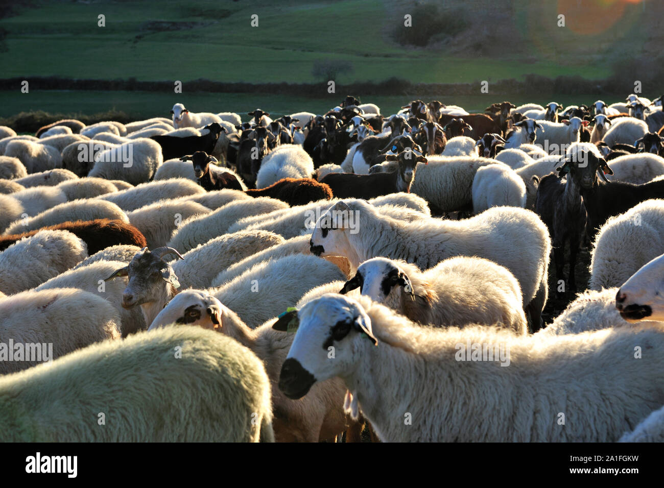 Sheep of the Churra-Galega-Bragançana breed. Grijó de Parada, Trás-os-Montes. Portugal Stock Photo