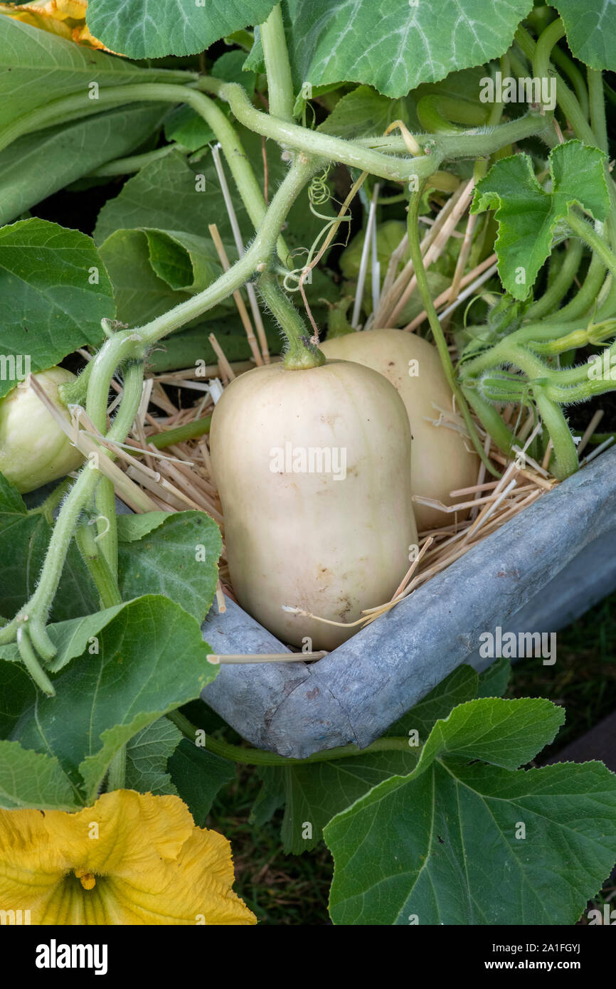 Cucurbita moschata.  Butternut squashes growing in a container. UK Stock Photo