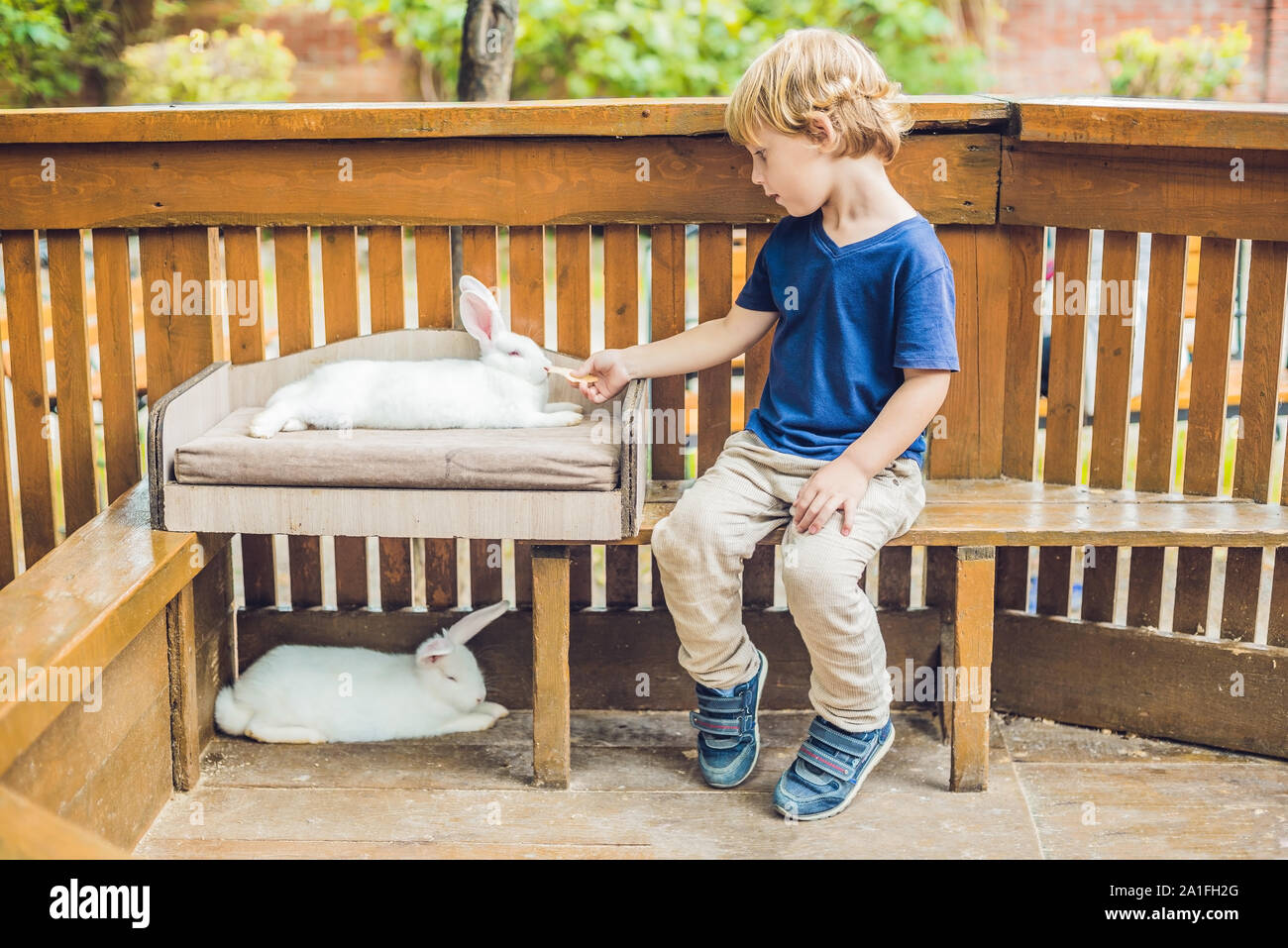 Boy feeds rabbit hi-res stock photography and images - Alamy