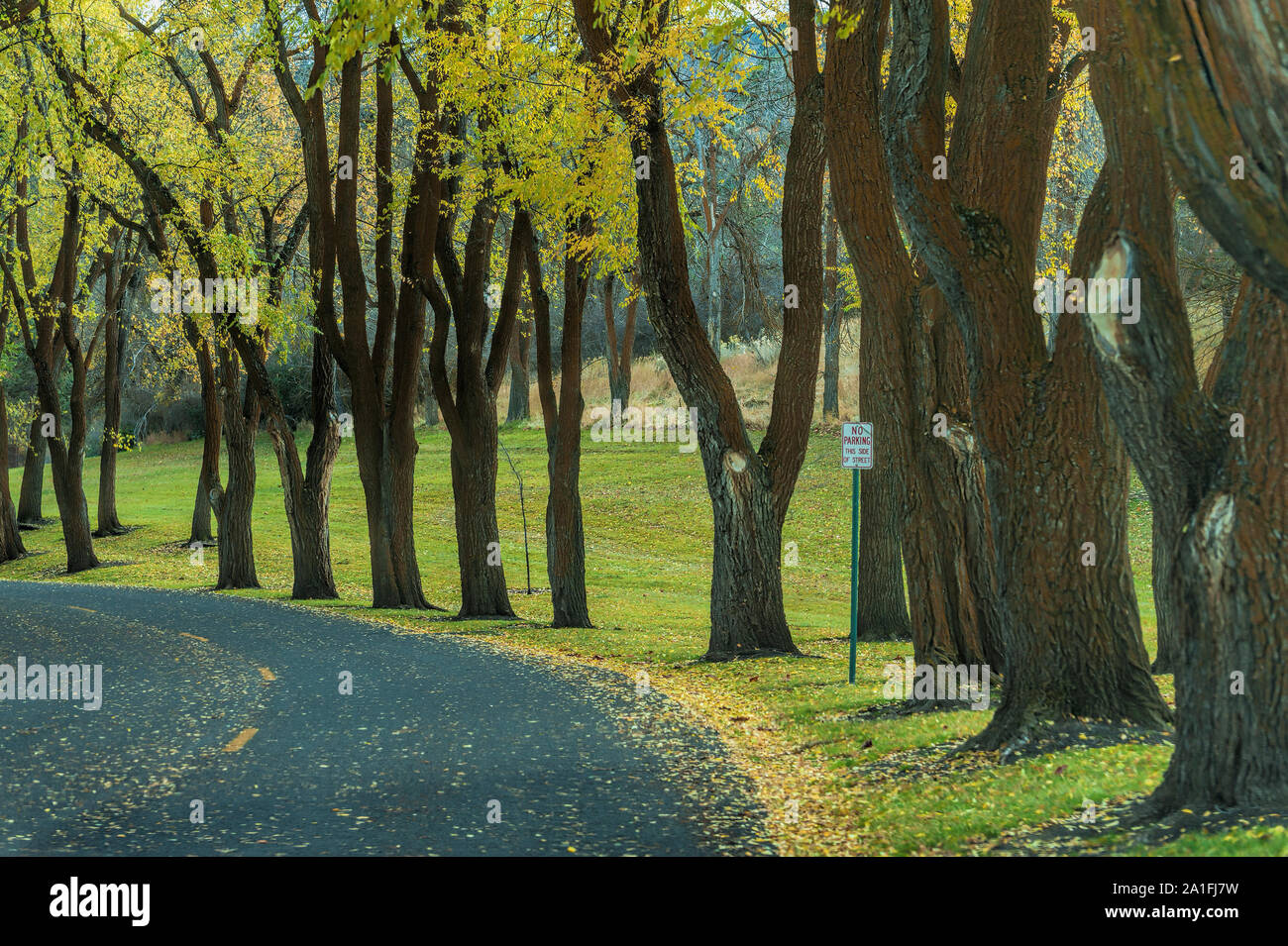 Tree's line the narrow road into Moore Park in Klamath Falls, Oregon