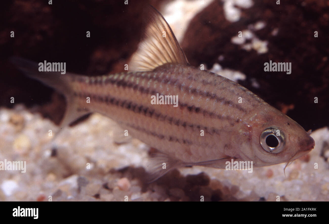 Lined barb, Striuntius lineatus Stock Photo