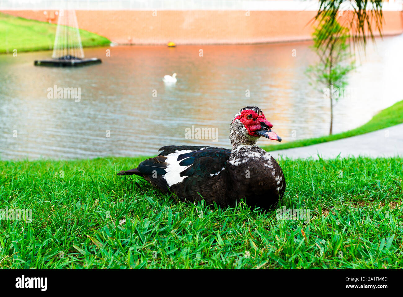 A Black Muscovy Resting Near a Pond in Orlando, Florida. Stock Photo
