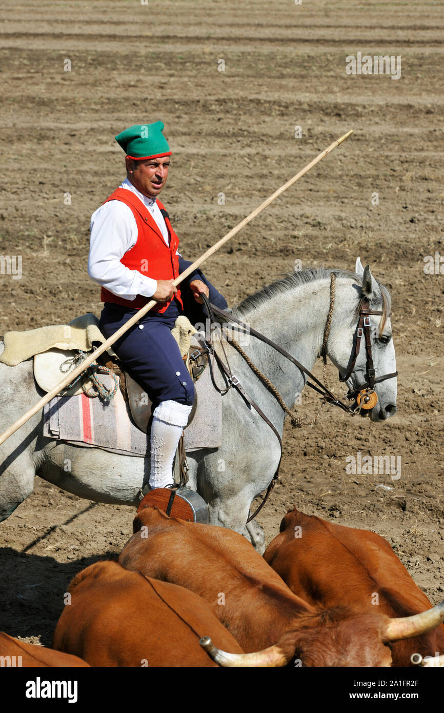 Traditional running of wild bulls by the "campinos". Samora Correia, Ribatejo. Portugal Stock Photo