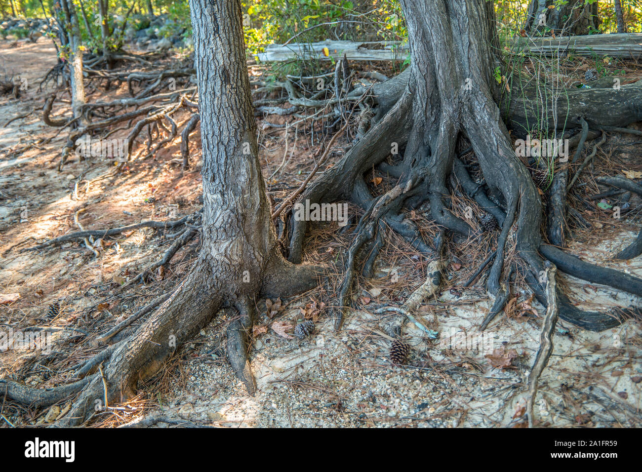 Trees with roots exposed on the shoreline holding on from erosion ...