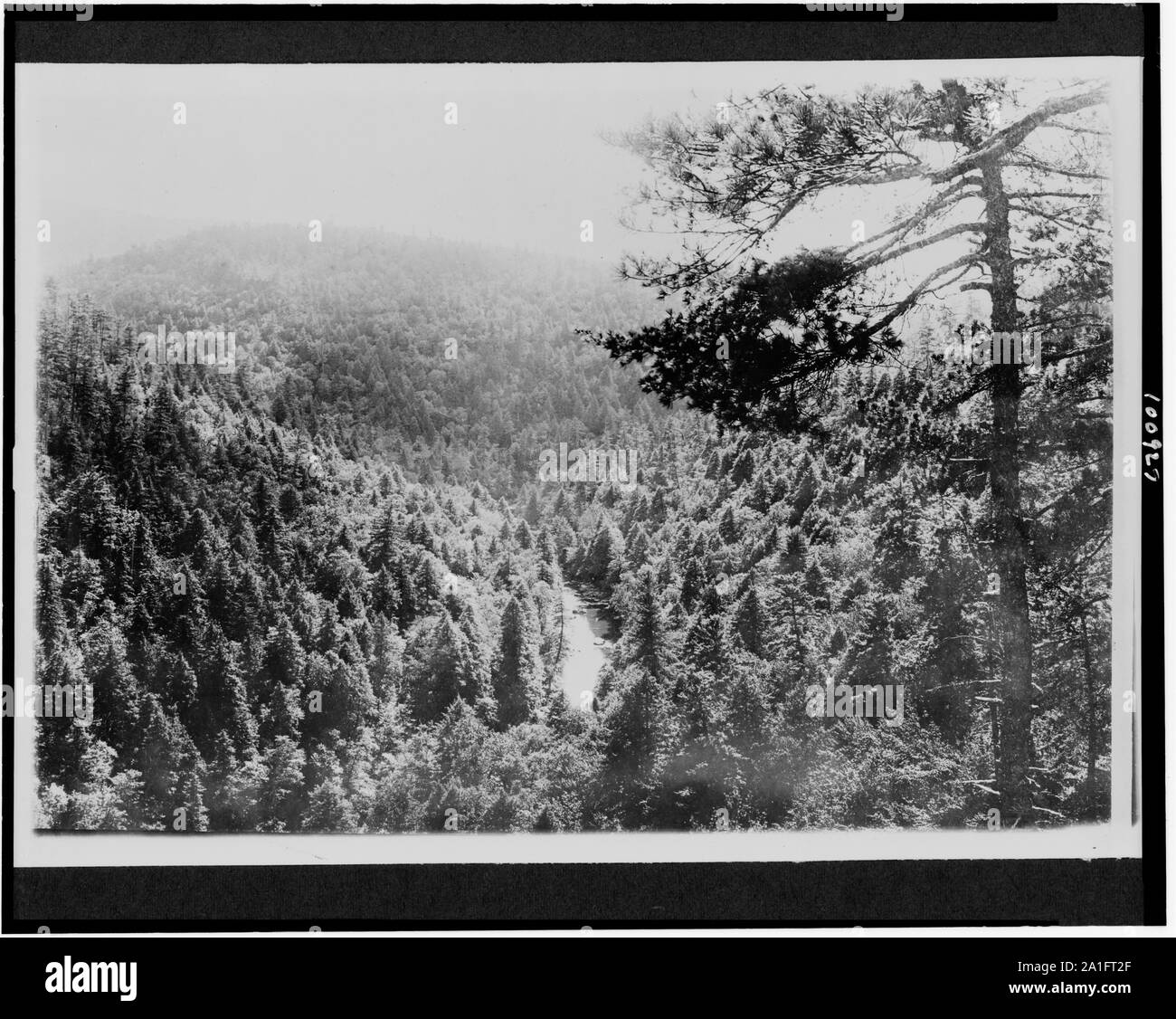 Mt. Mitchell Reservation, N.C. Bynums Bluff Stock Photo Alamy