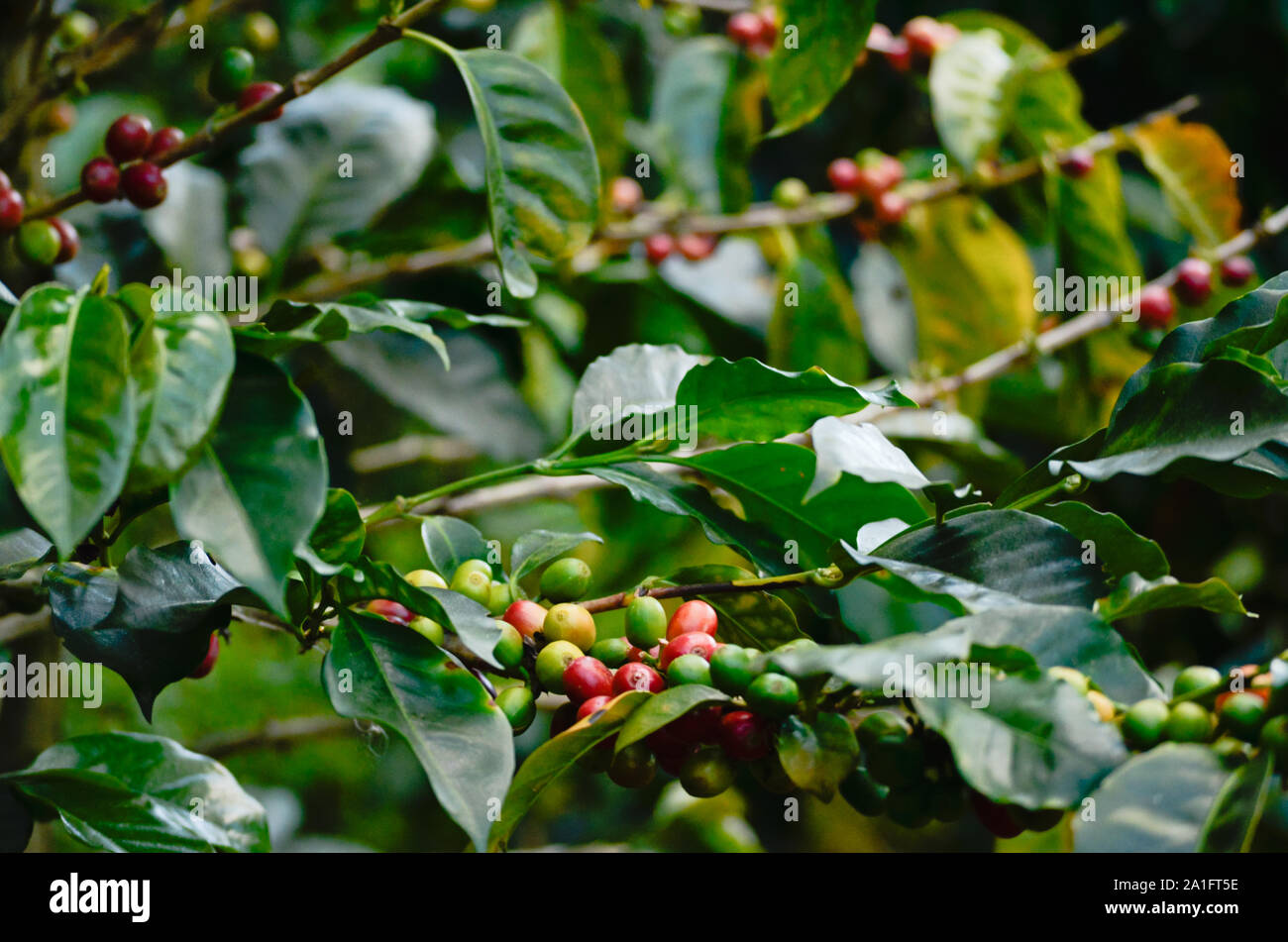 Coffee plants. Coffee harvest Branches with ripe coffee beans Stock