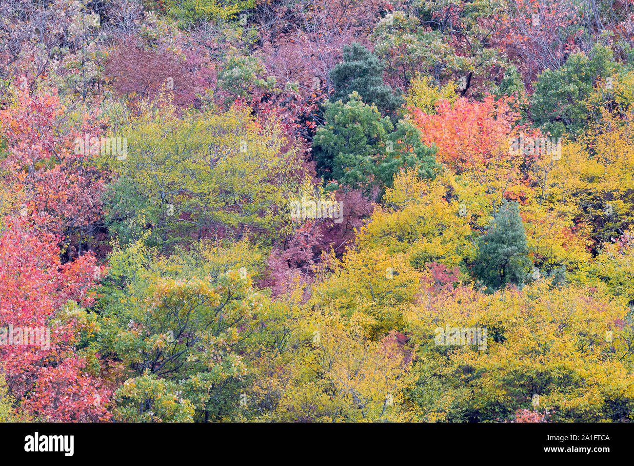 Autumnal trees, pattern of trees with autumn leaves, Campania, Italy Stock Photo