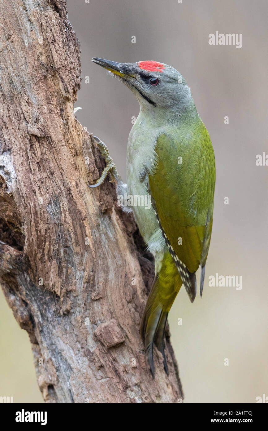 Grey-headed Woodpecker (Picus canus), side view of an adult male perched on an old trunk, Podlachia, Poland Stock Photo