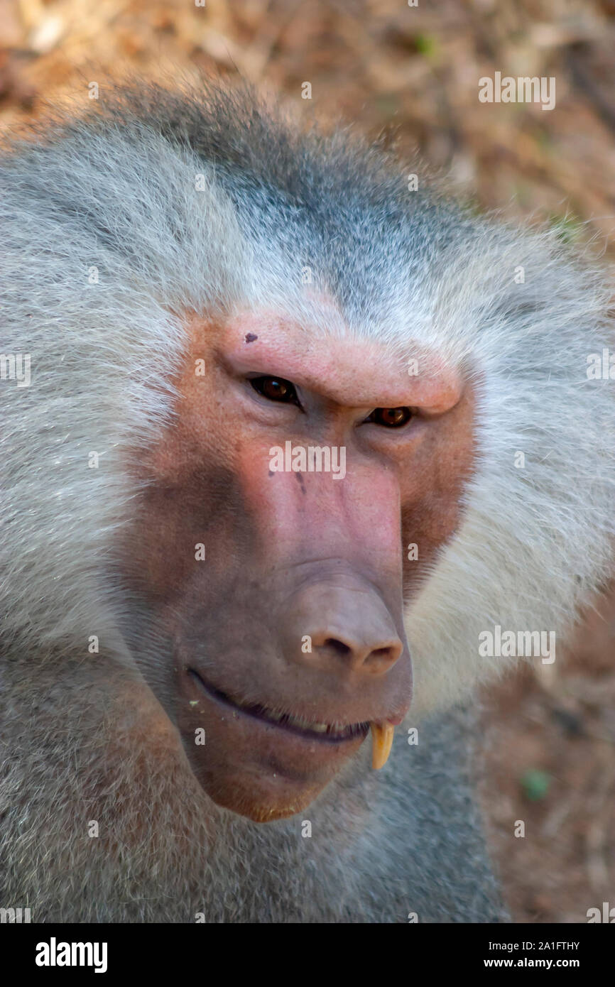 expressive baboon with grey hair Stock Photo