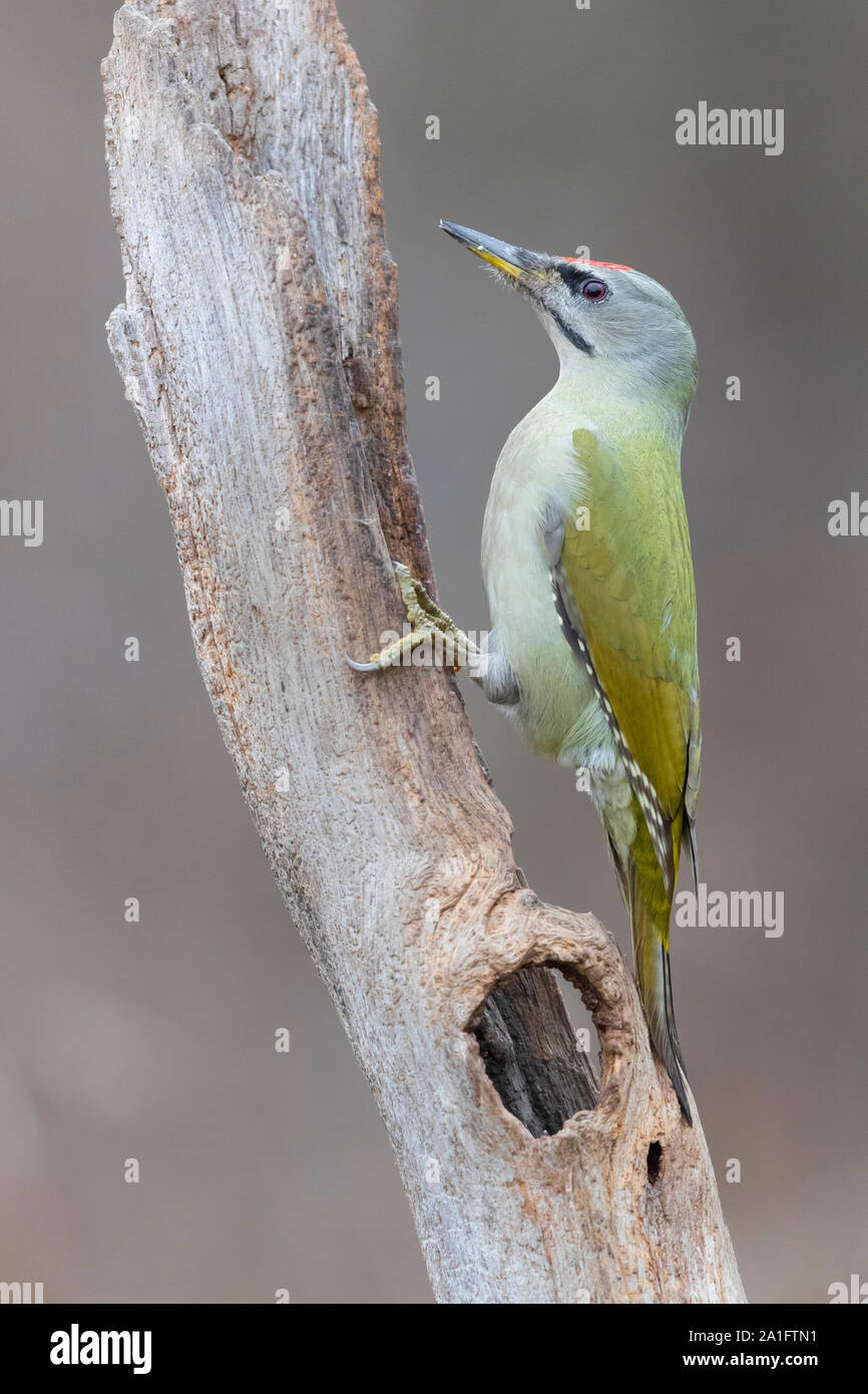 Grey-headed Woodpecker (Picus canus), side view of an adult male perched on an old trunk, Podlachia, Poland Stock Photo