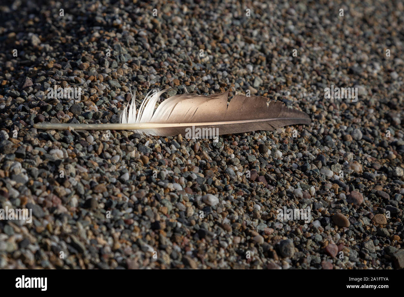 single birds feather on a beach Stock Photo