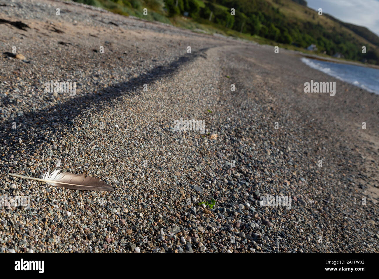single birds feather on a beach Stock Photo