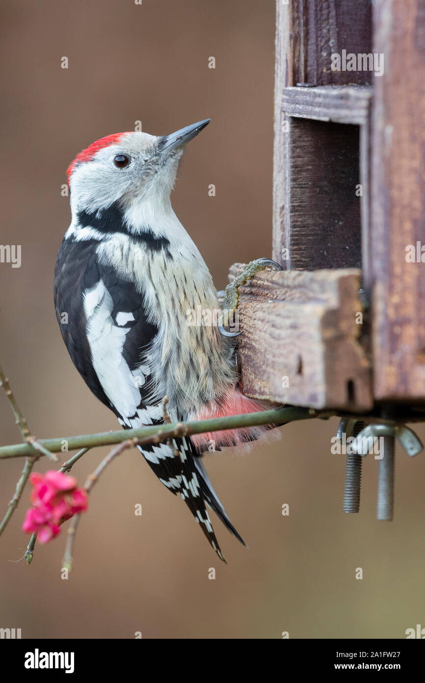 Middle Spotted Woodpecker (Dendrocopos medius), side view of an adult male visiting a bird feeder, Podlachia, Poland Stock Photo