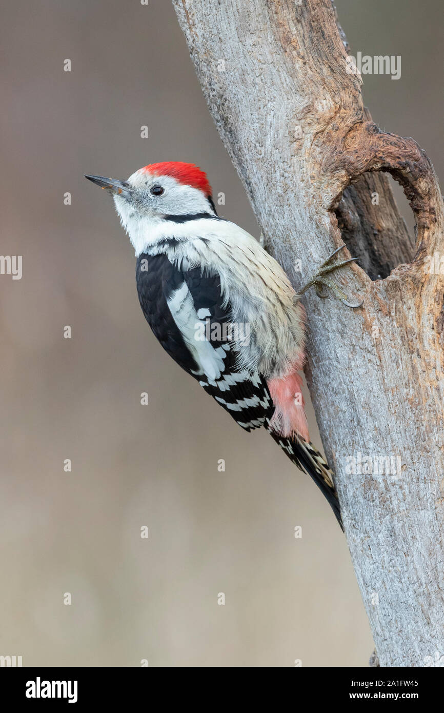 Middle Spotted Woodpecker (Dendrocopos medius), side view of an adult male perched on an old trunk, Podlachia, Poland Stock Photo