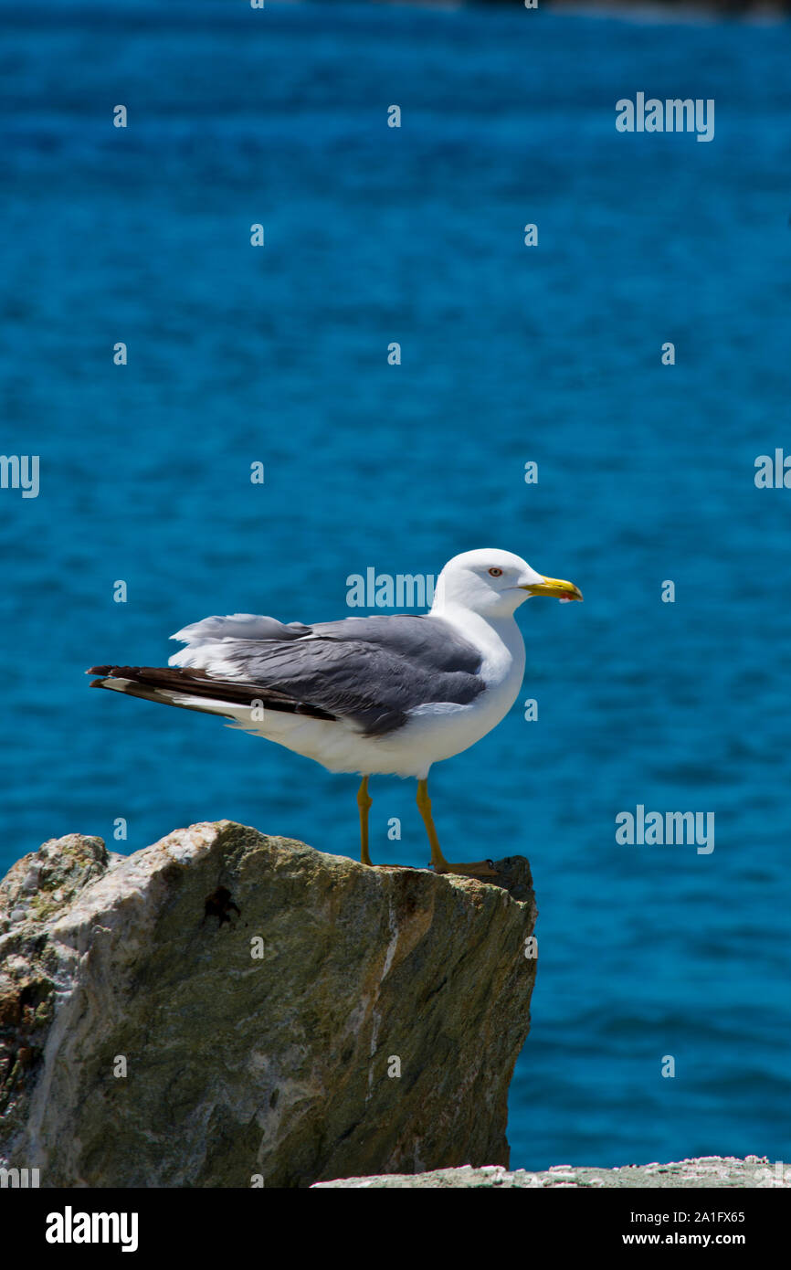 Seagull glance Stock Photo