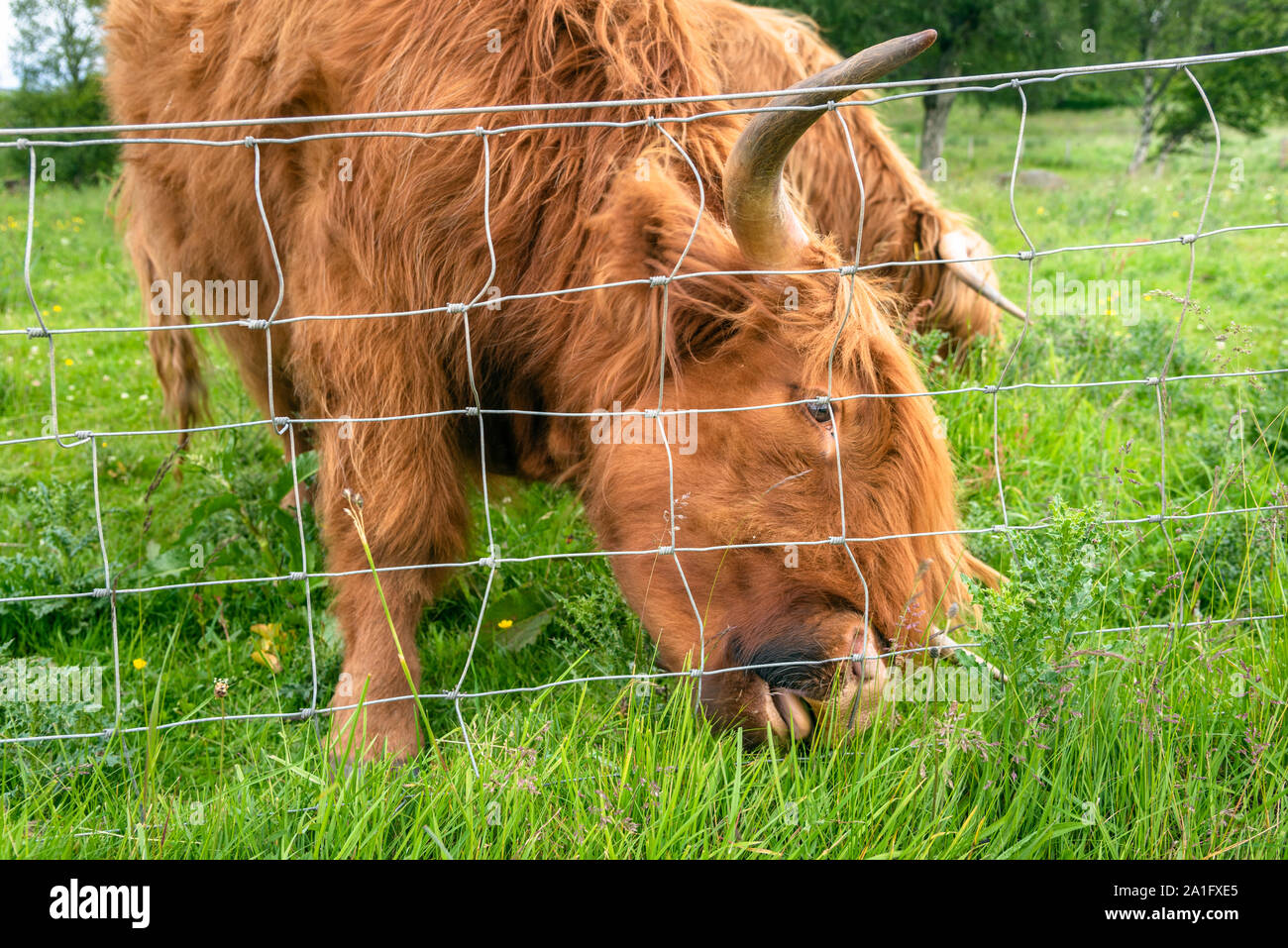 Highland cow grazing in a fenced field in summer Stock Photo - Alamy