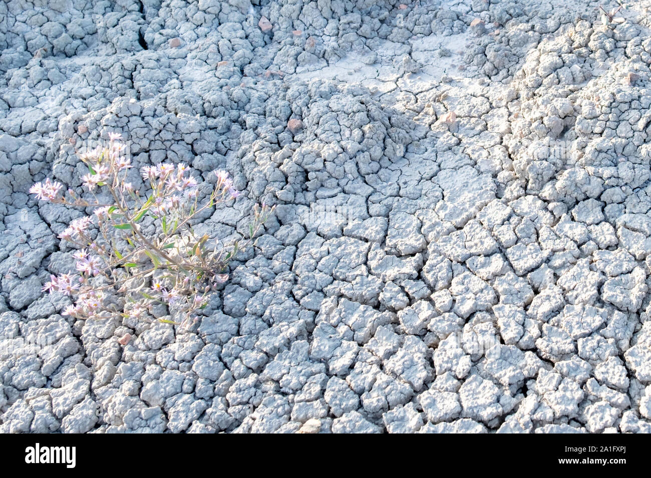 Dried ground with cracks. Grey land us a symbol ecological catastrophe. Concept of environment and global warming. Stock Photo