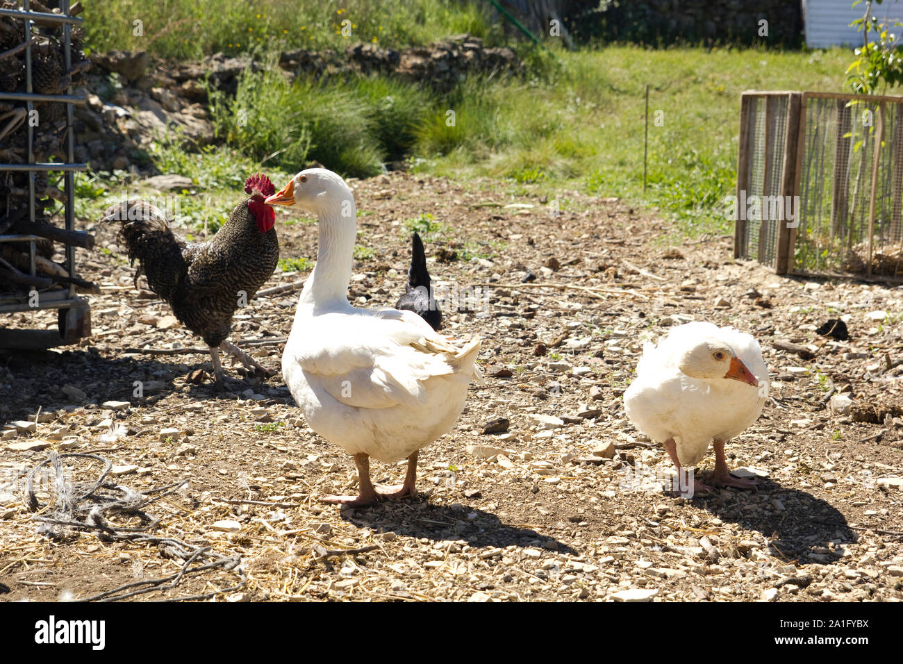 Chickens and geese on a farm.. Native of a pen Stock Photo Alamy