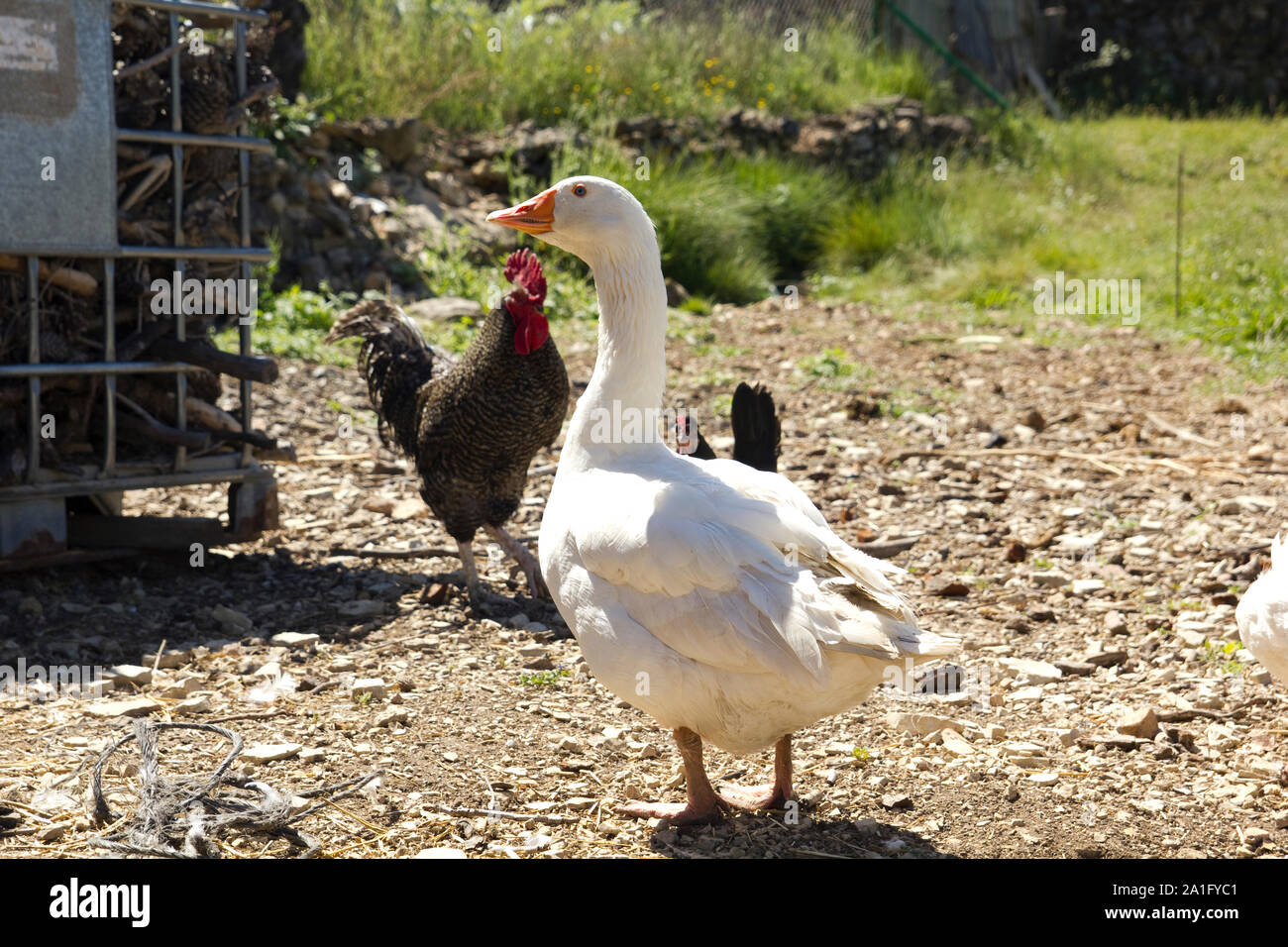 Chickens and geese on a farm.. Native of a pen Stock Photo Alamy