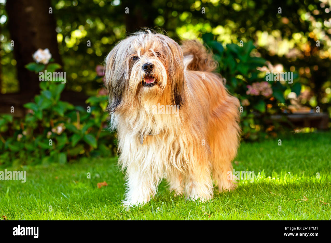 Tibetan Terrier Dog Standing Stock Photos Tibetan Terrier Dog