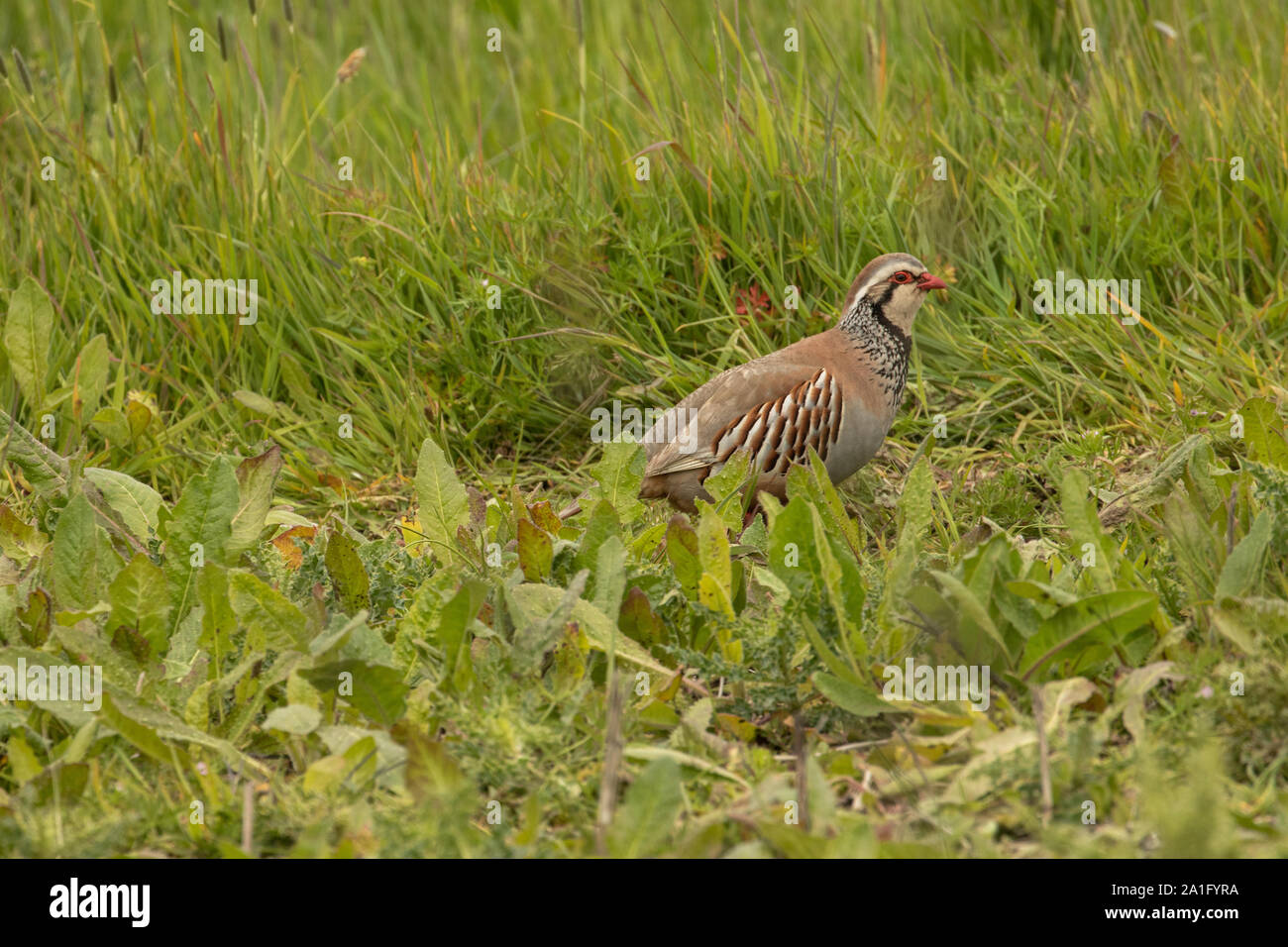 Red legged partridge in field, UK. Stock Photo