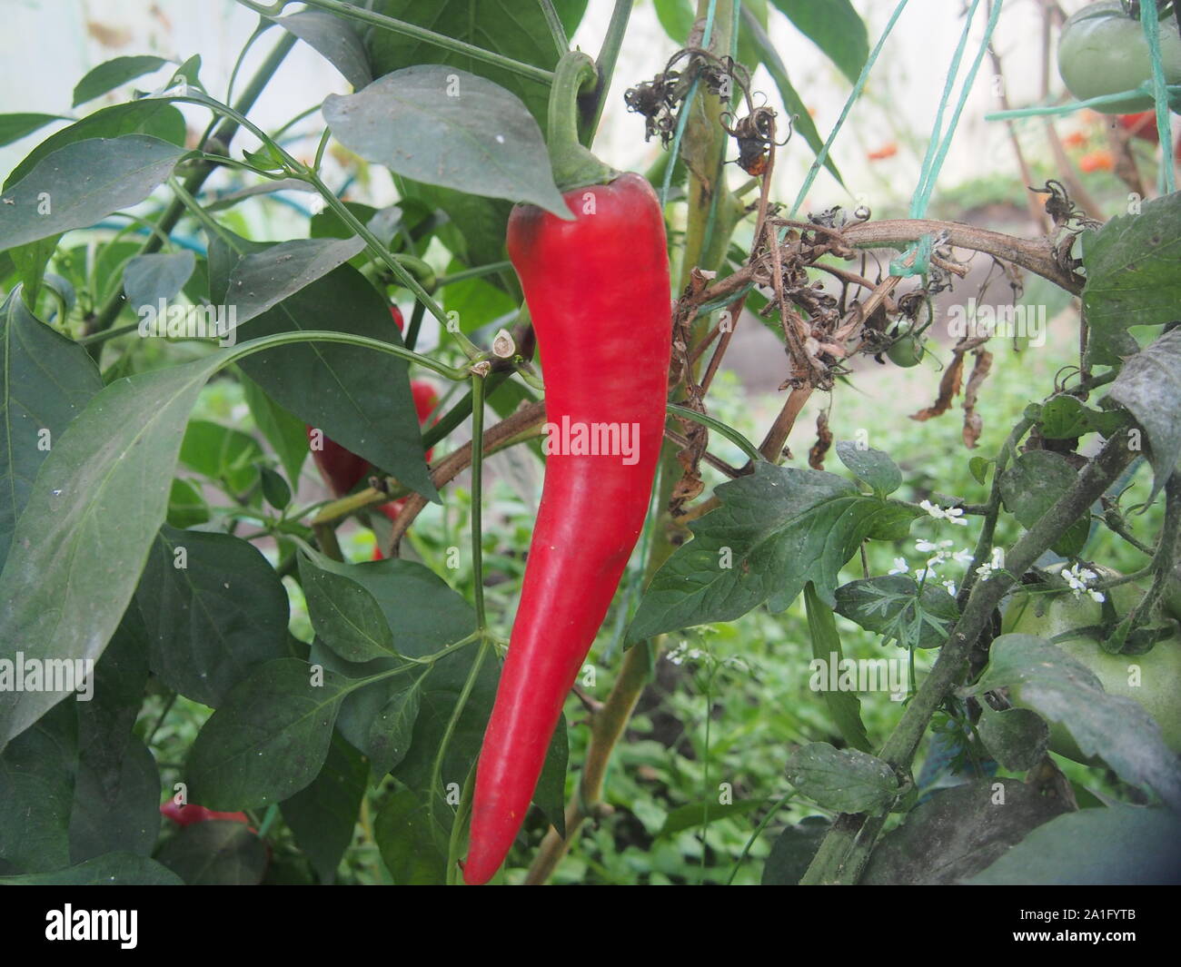 Red hot pepper pods grow in the greenhouse. Agriculture. Close up Stock