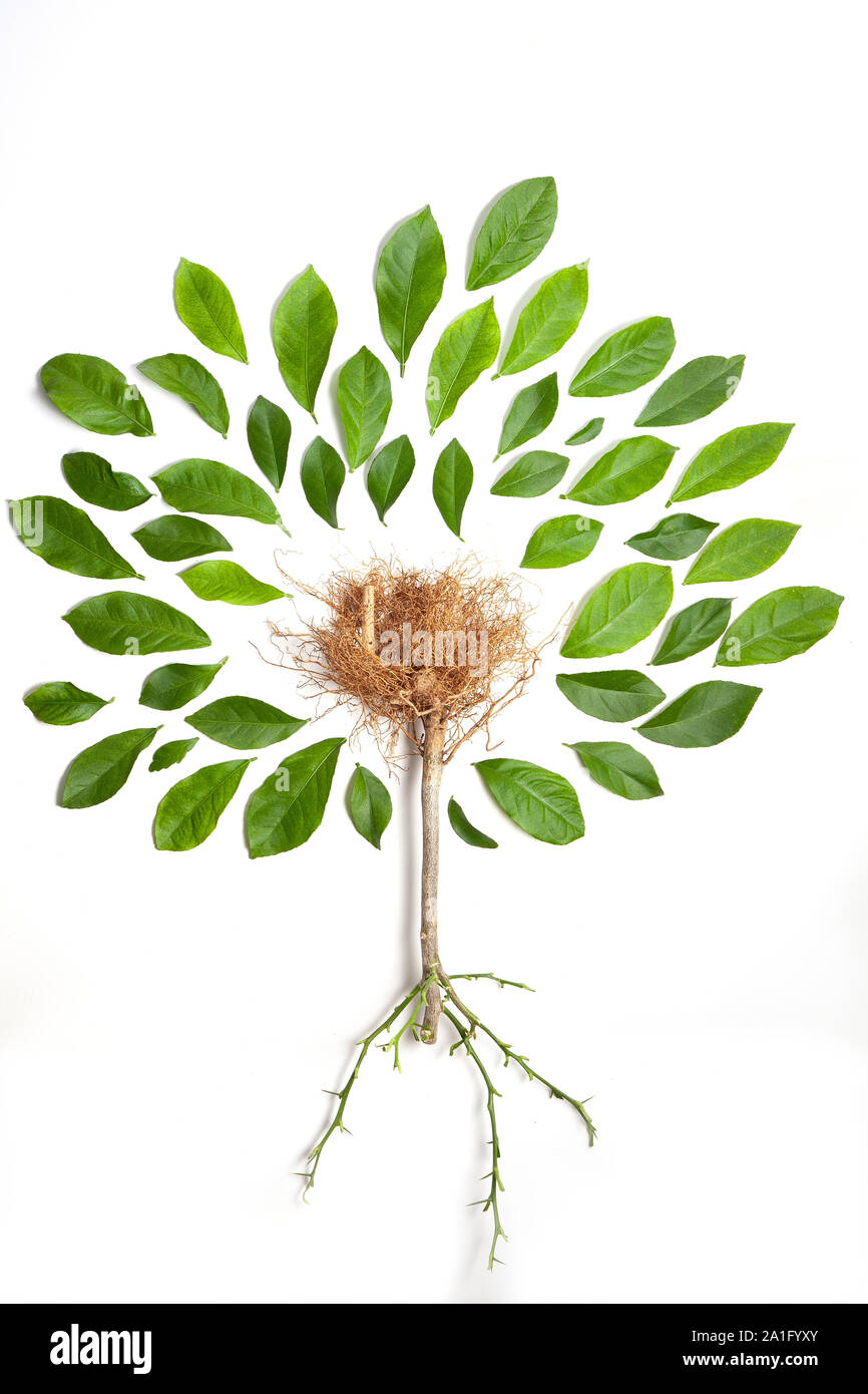 Are Lemon Tree Roots Poisonous To Dogs