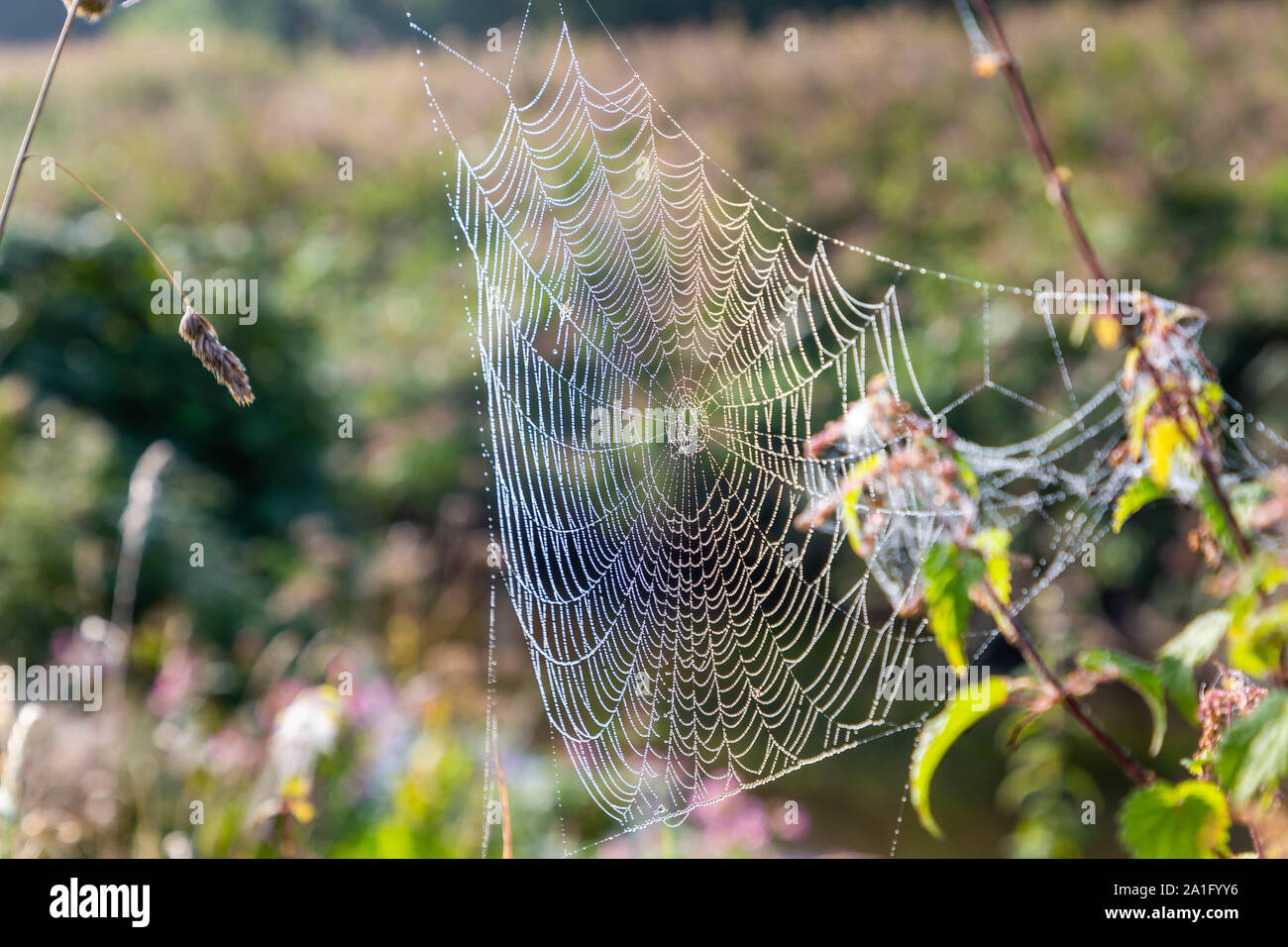 Backlit spider’s web between grasses in the early morning mist along the Sankey Valley Trail at Winwick Quay, Warrington Stock Photo