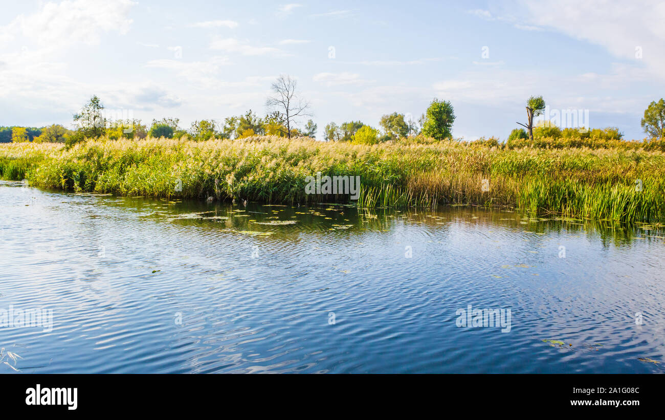 Landscape with river and reed plants Stock Photo